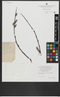Foto von Salix acutifolia Willd.